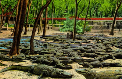 st augustine alligator farm